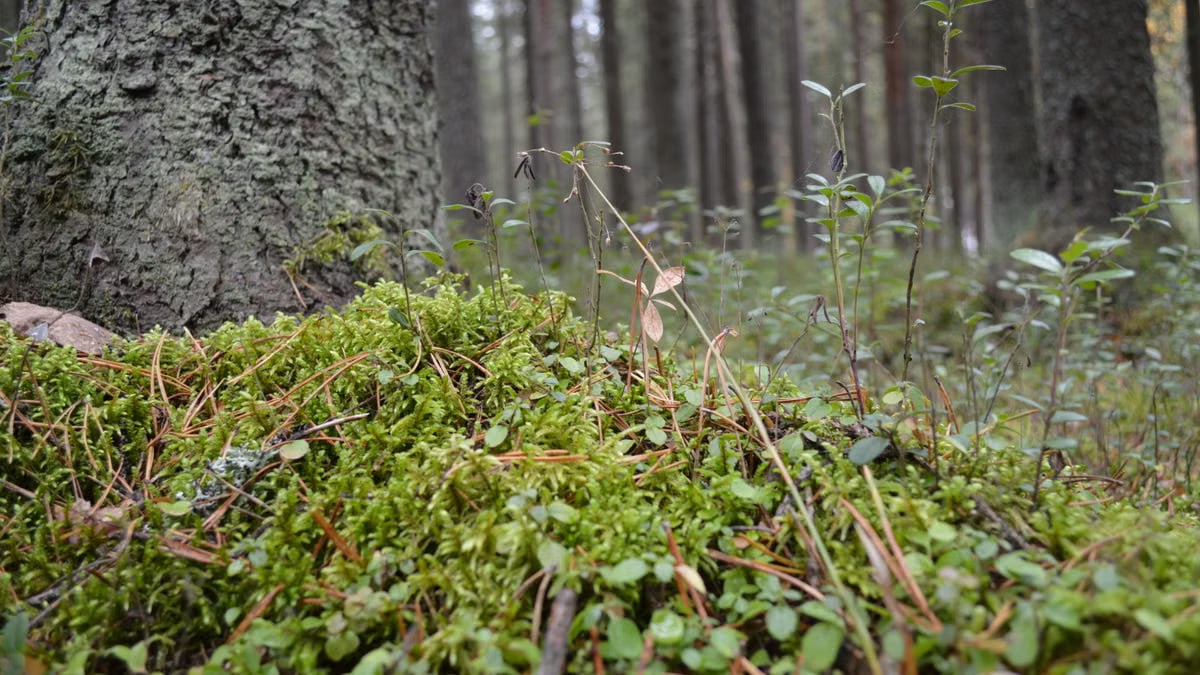 Kuidas alustada tervislikku eluviisi